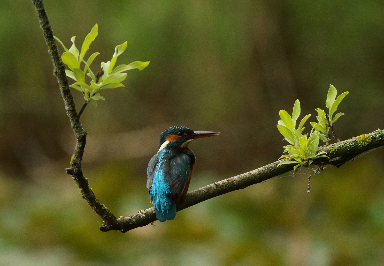 ijsvogel