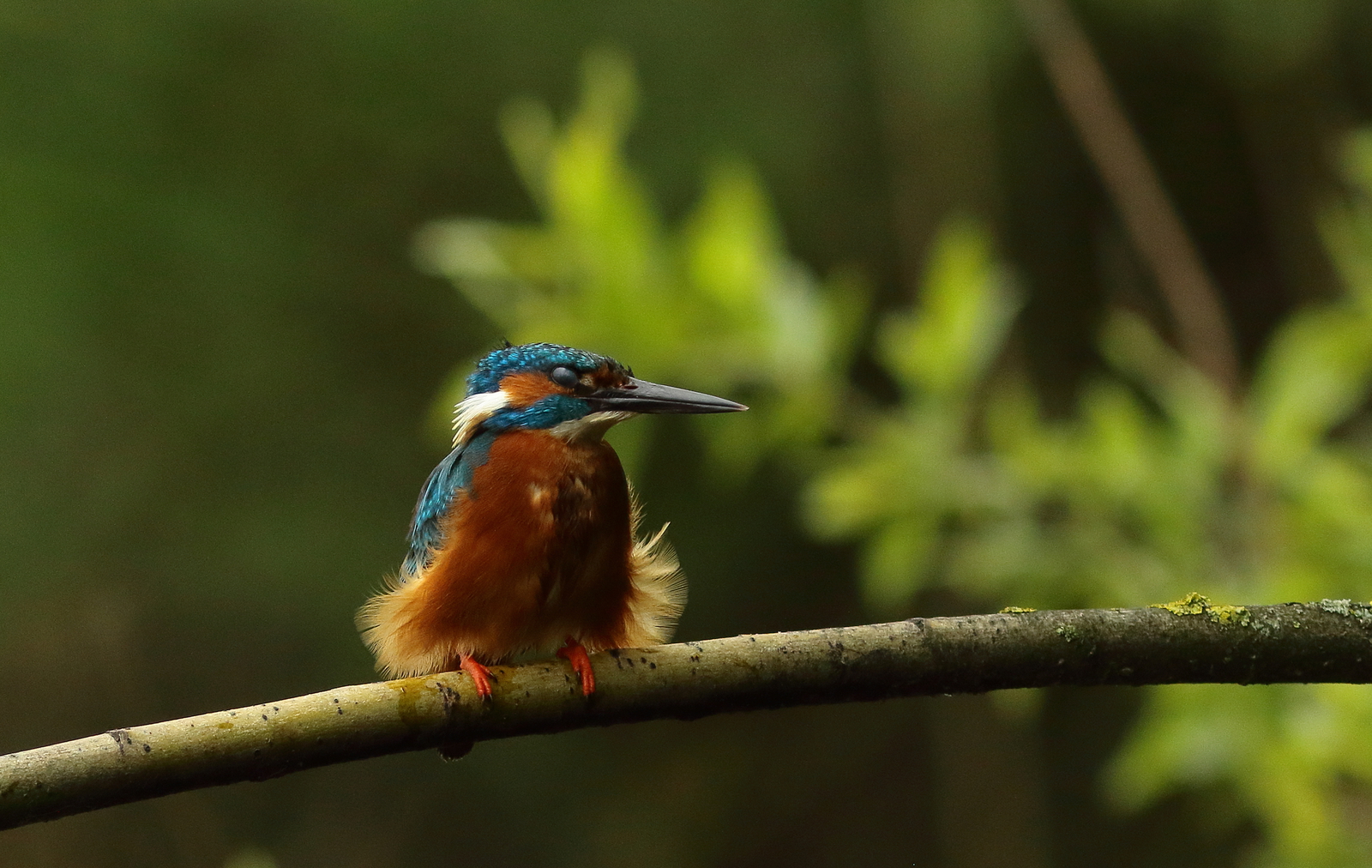 ijsvogel