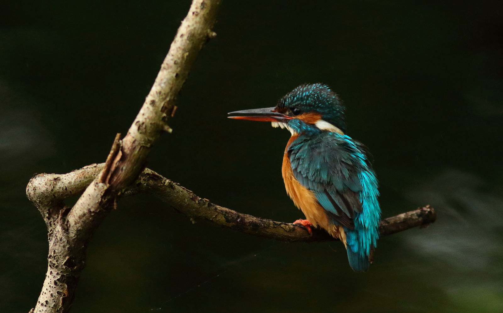 ijsvogel