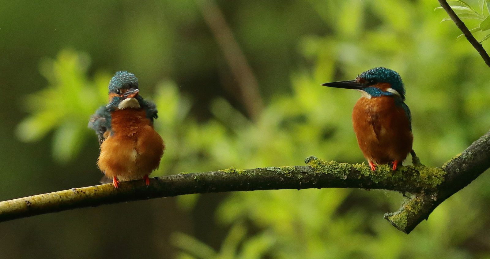 ijsvogel