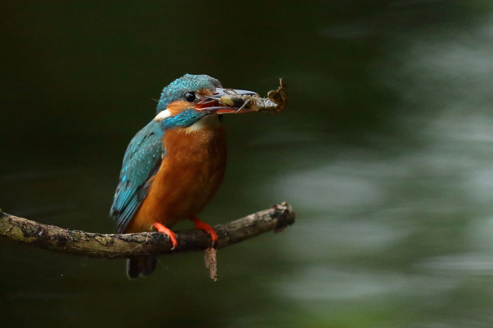 ijsvogel