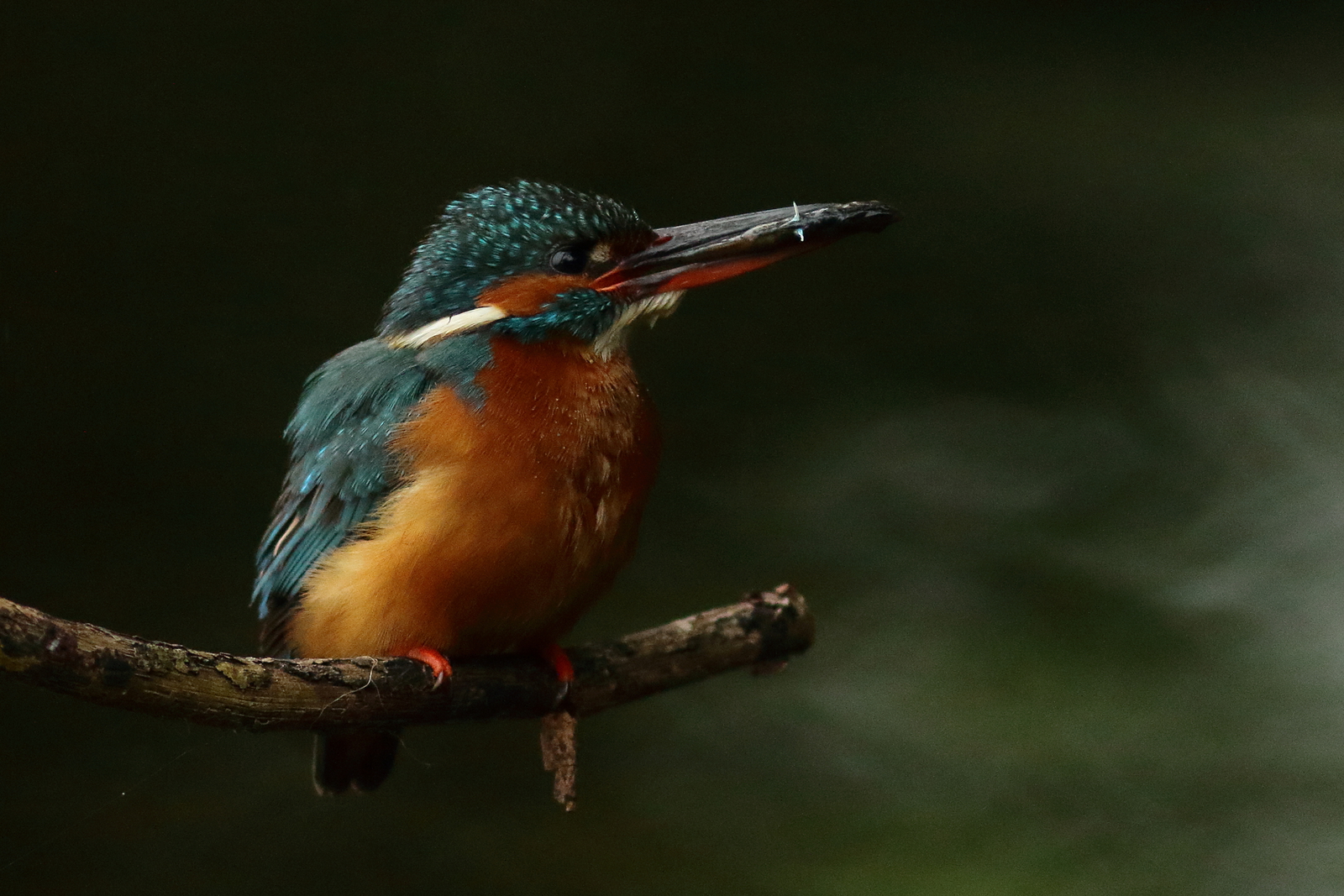ijsvogel