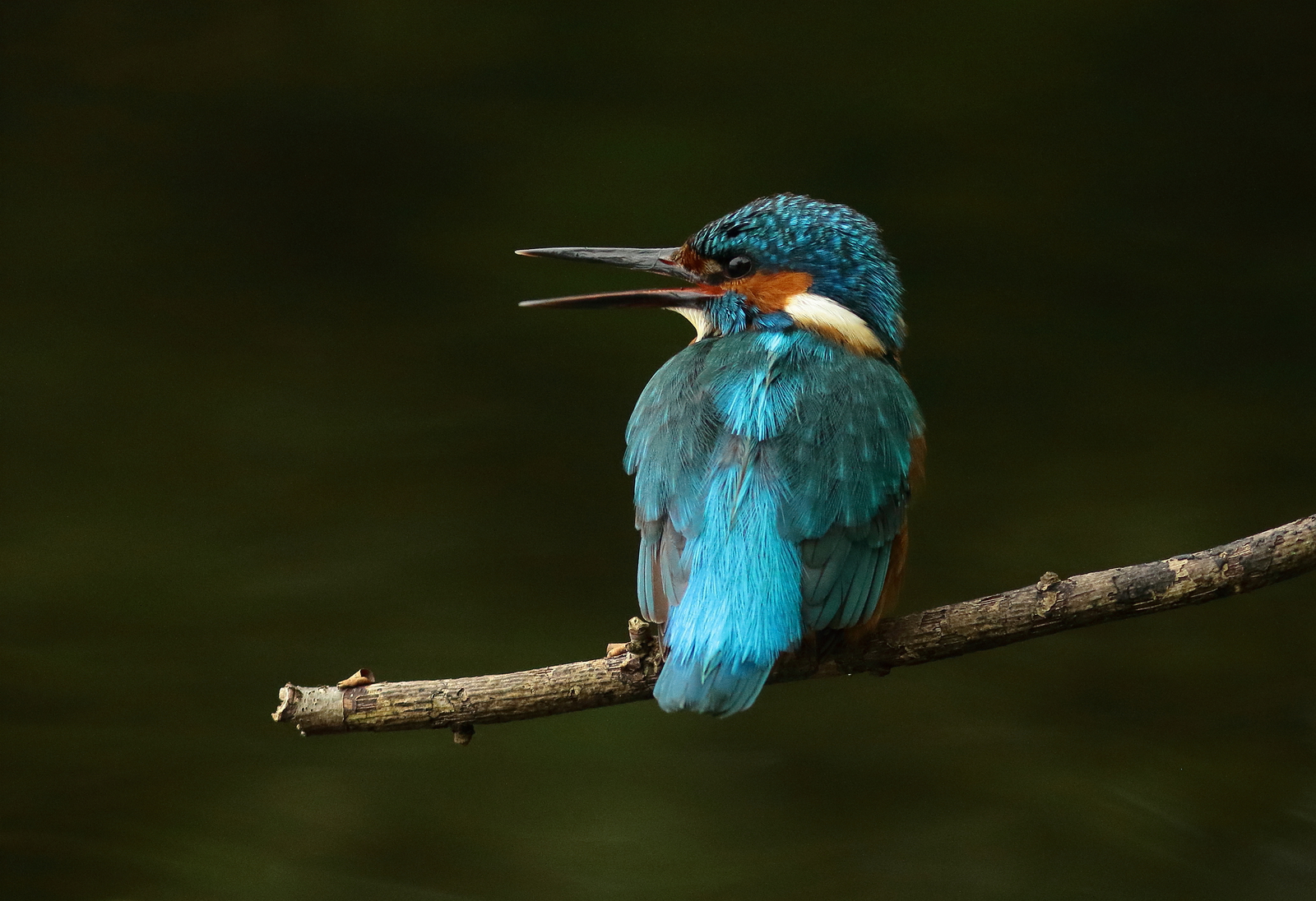 ijsvogel