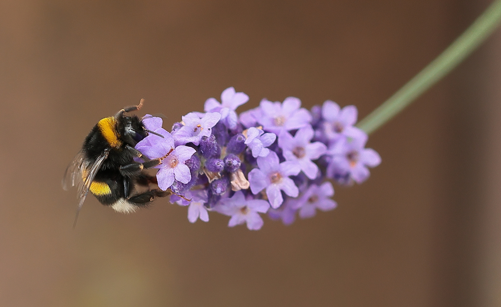 Macro