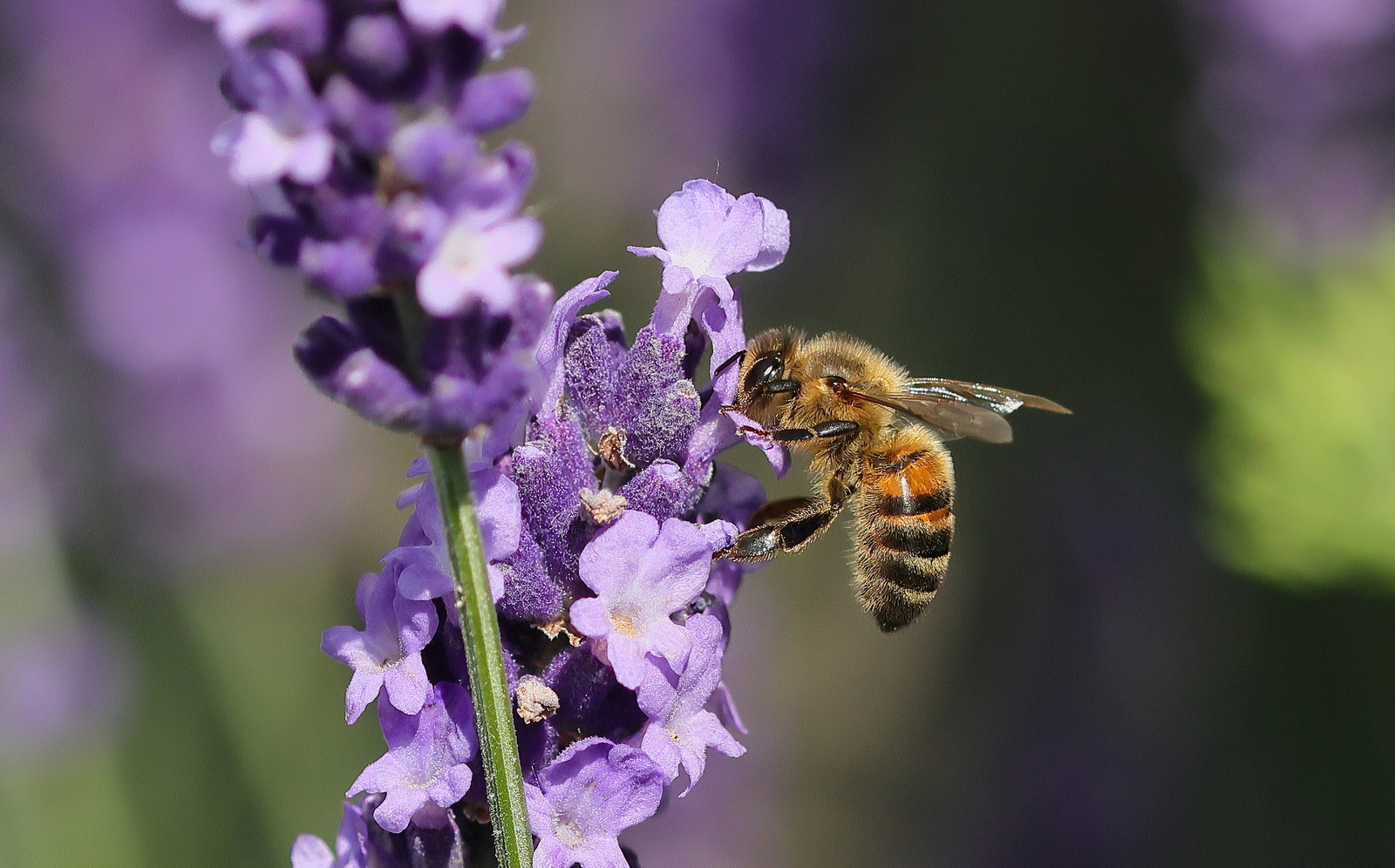 Macro