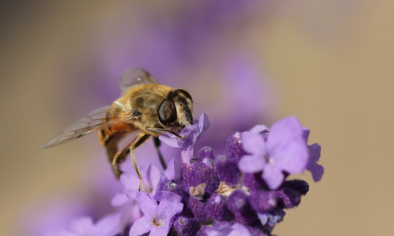 Macro