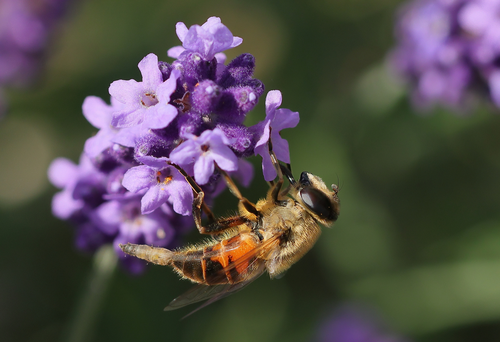Macro