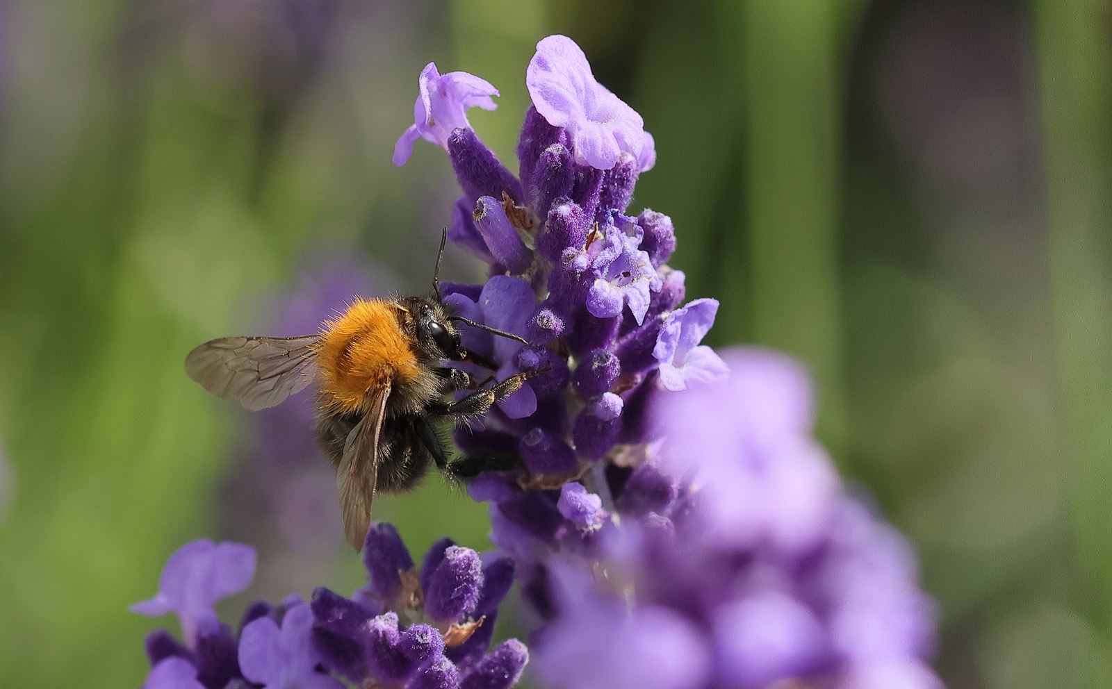 Macro