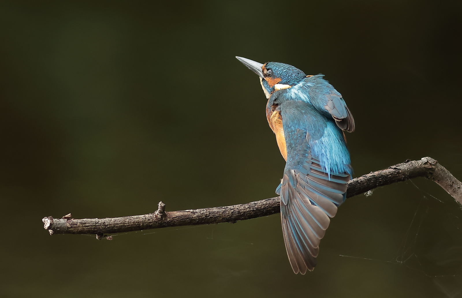 ijsvogel
