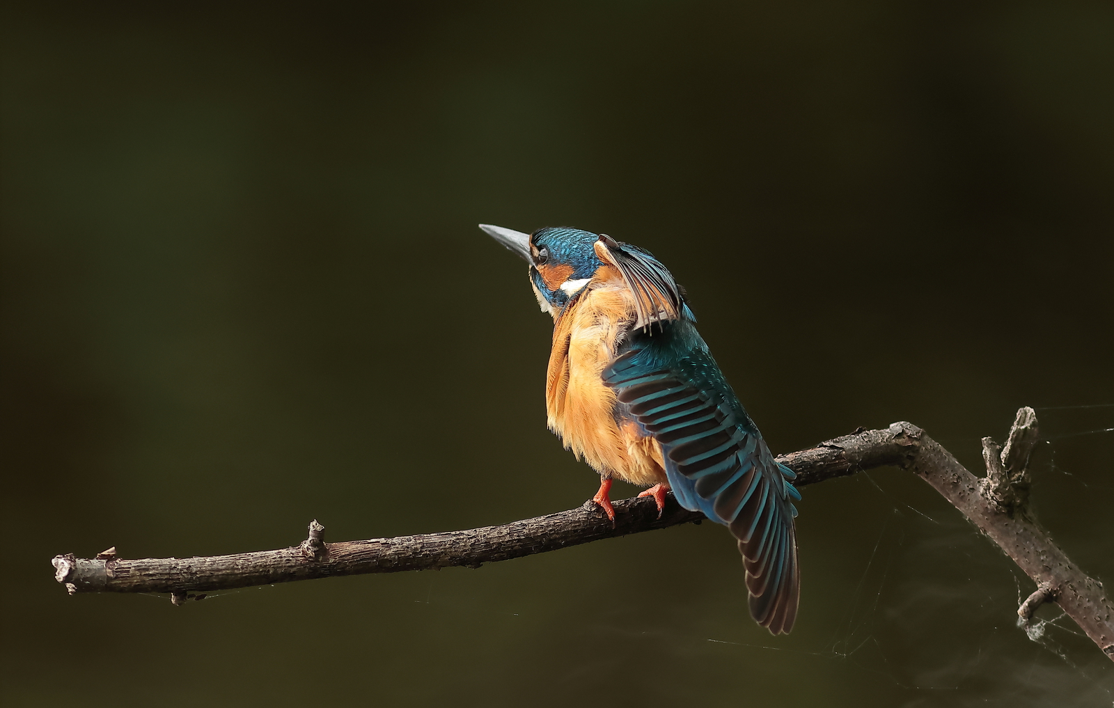 ijsvogel