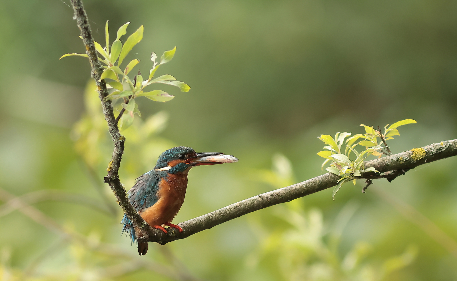 ijsvogel