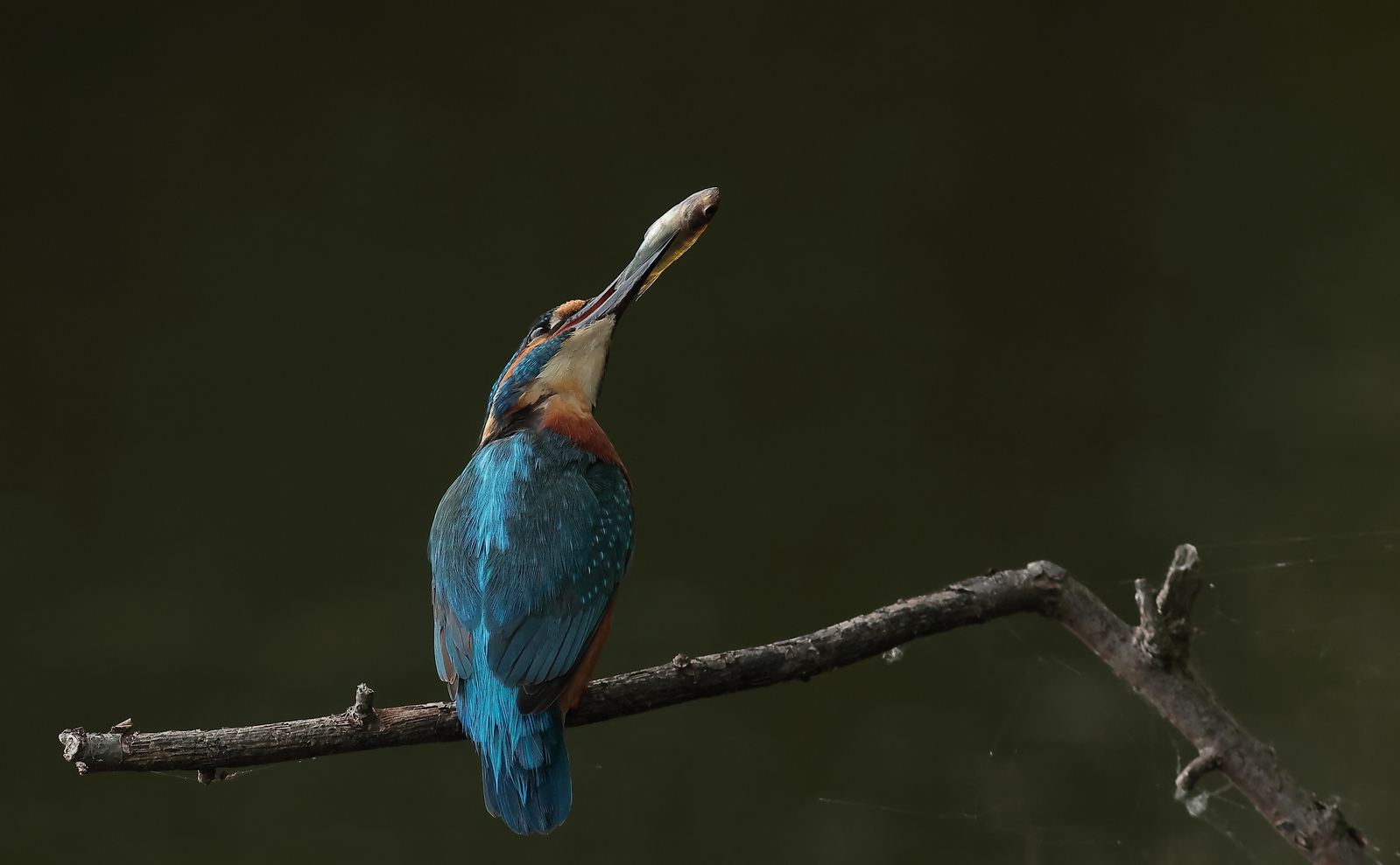 ijsvogel