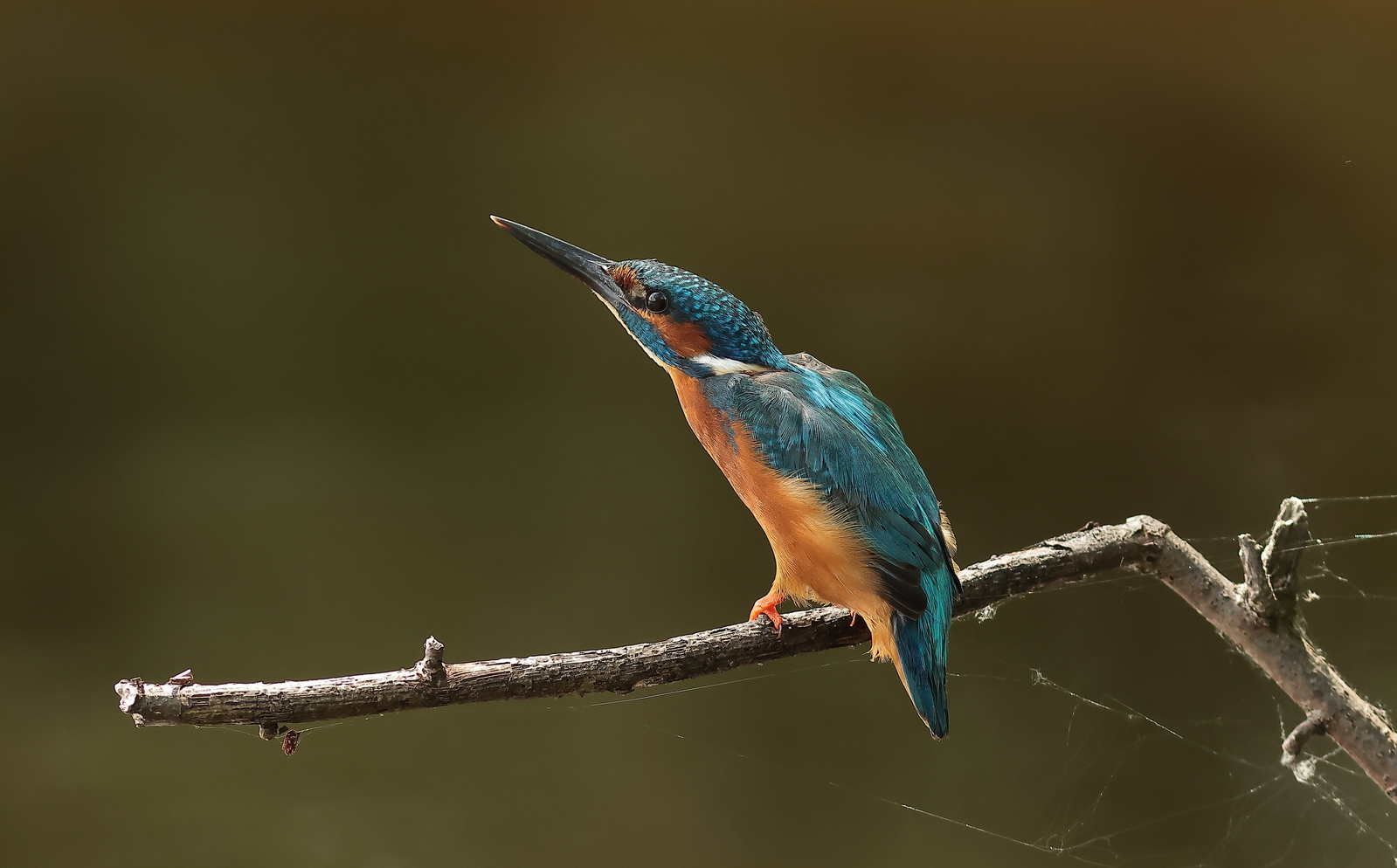ijsvogel