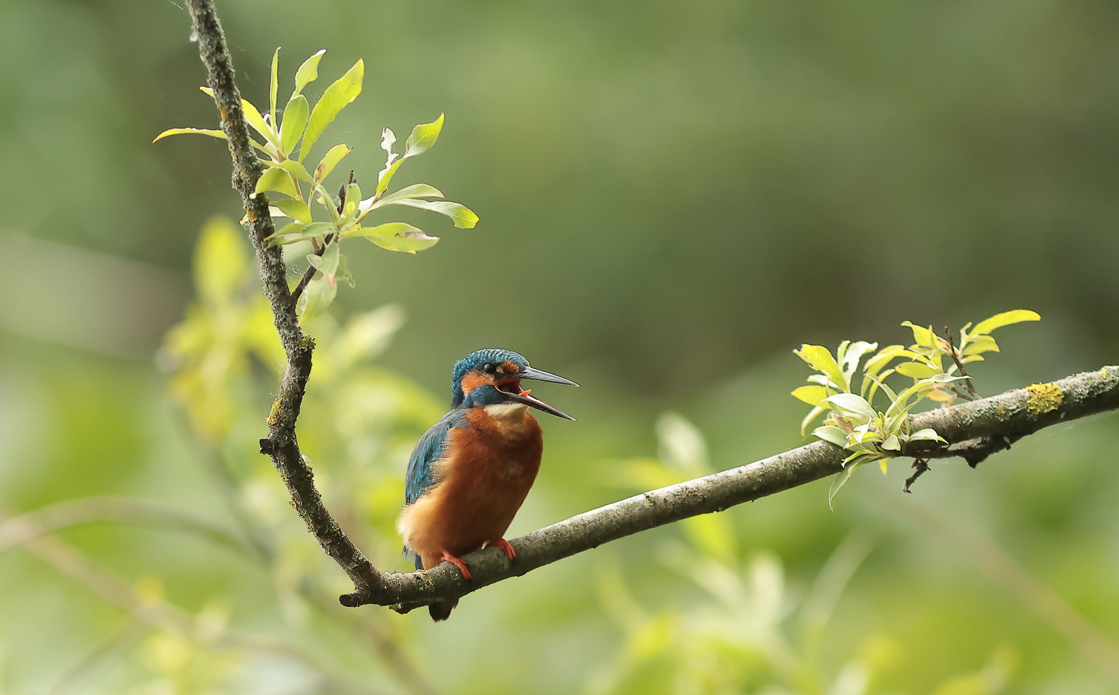 ijsvogel