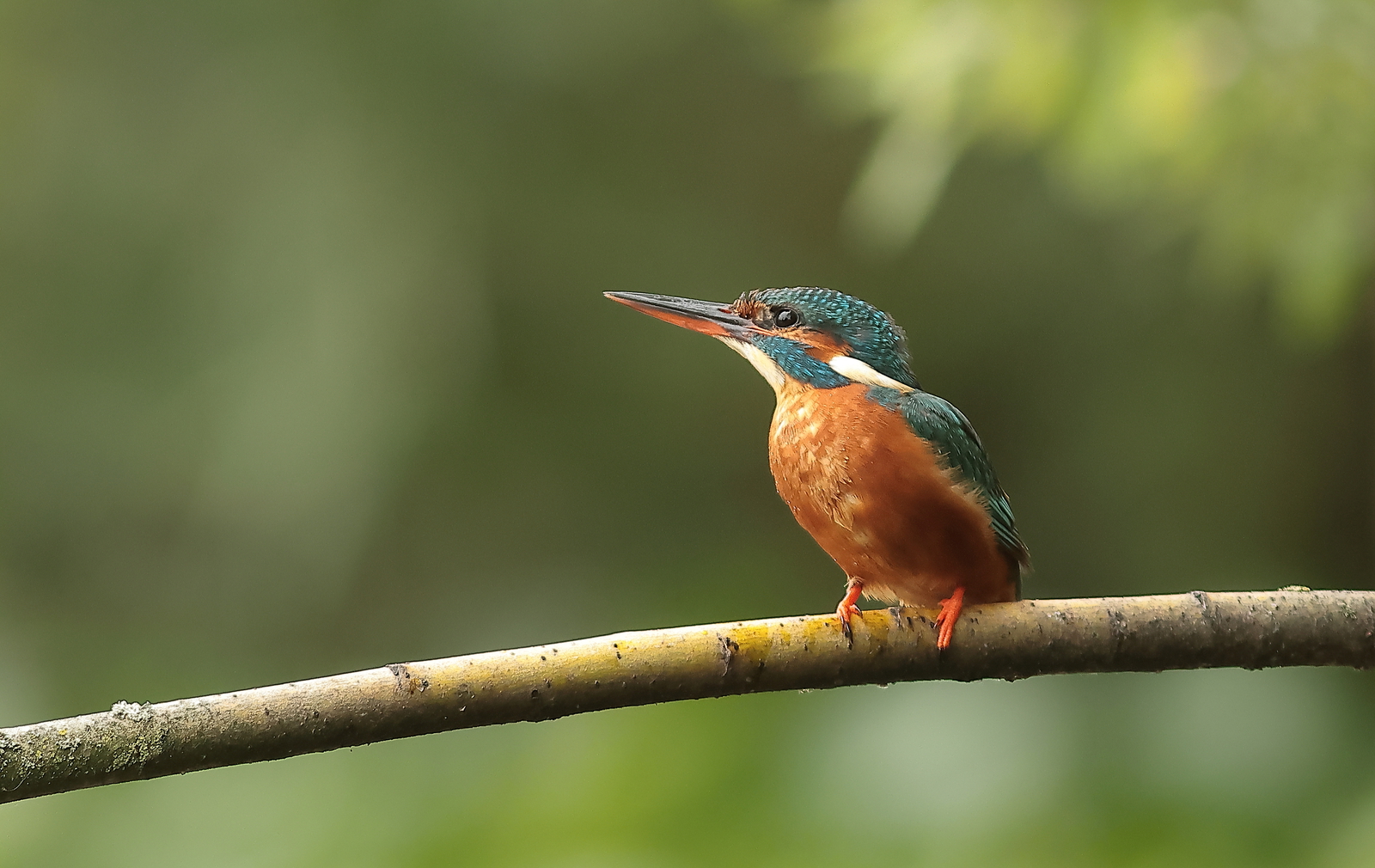 ijsvogel