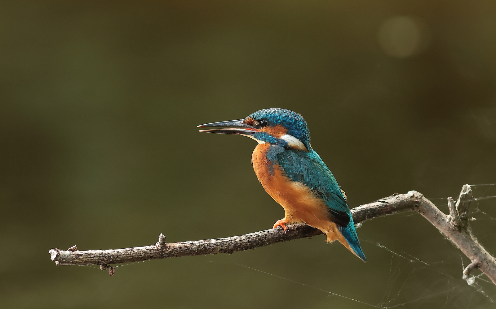 ijsvogel