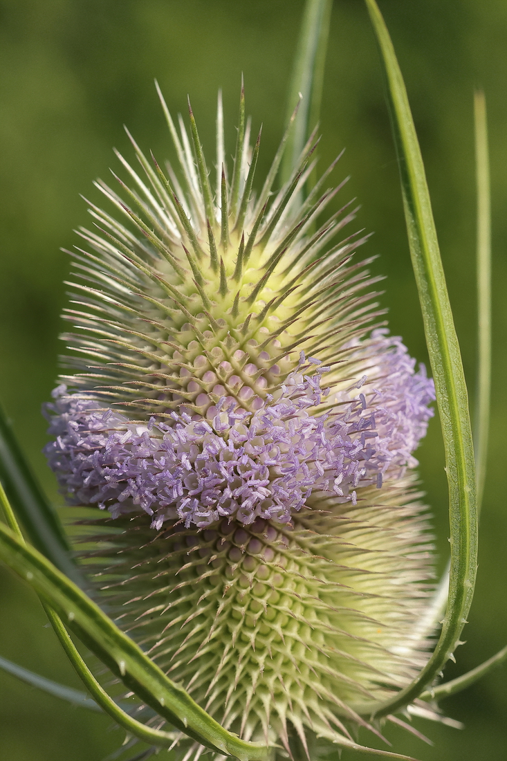 Macro