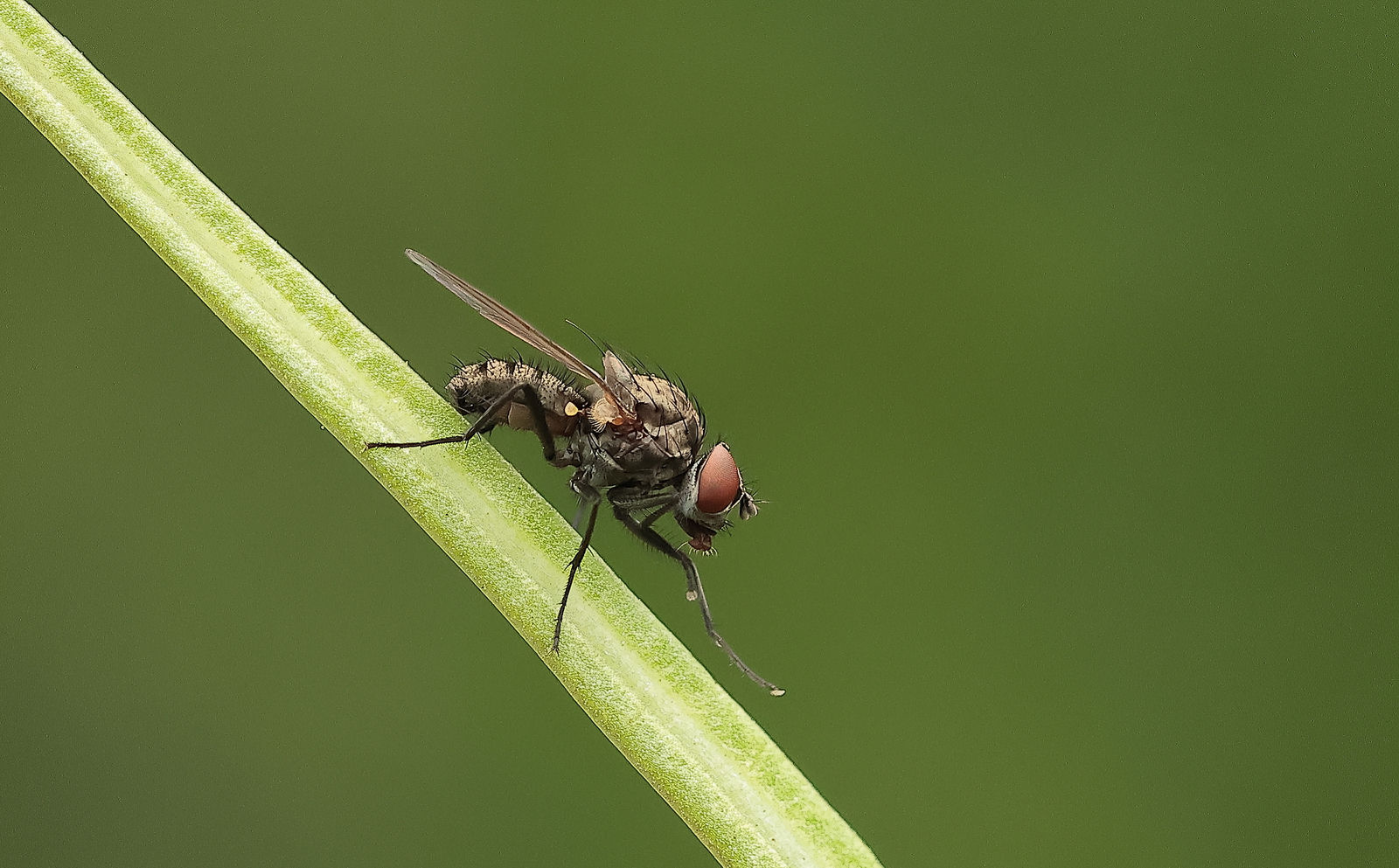 Macro
