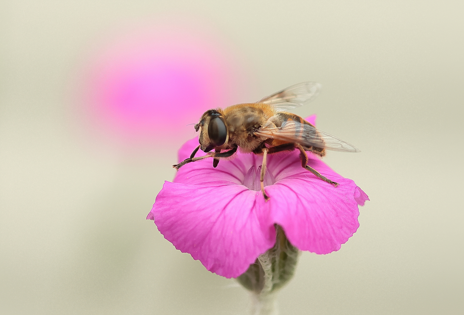 Macro