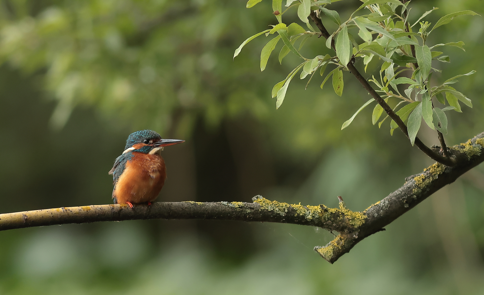 ijsvogel