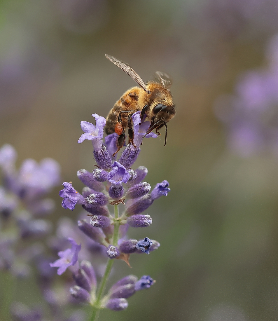 Macro