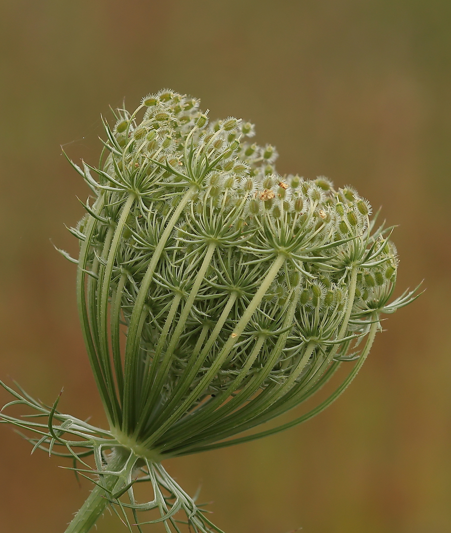Macro