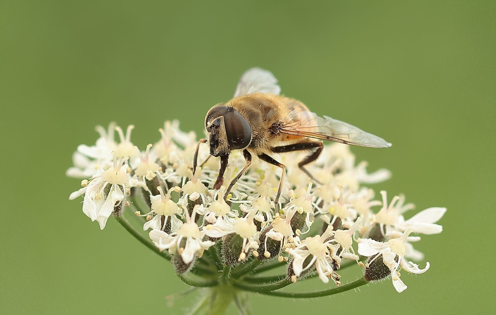 Macro