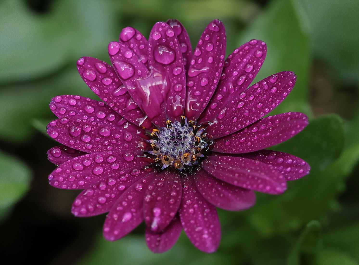 Macro