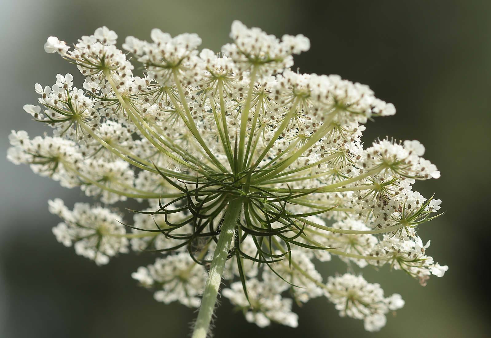 Macro