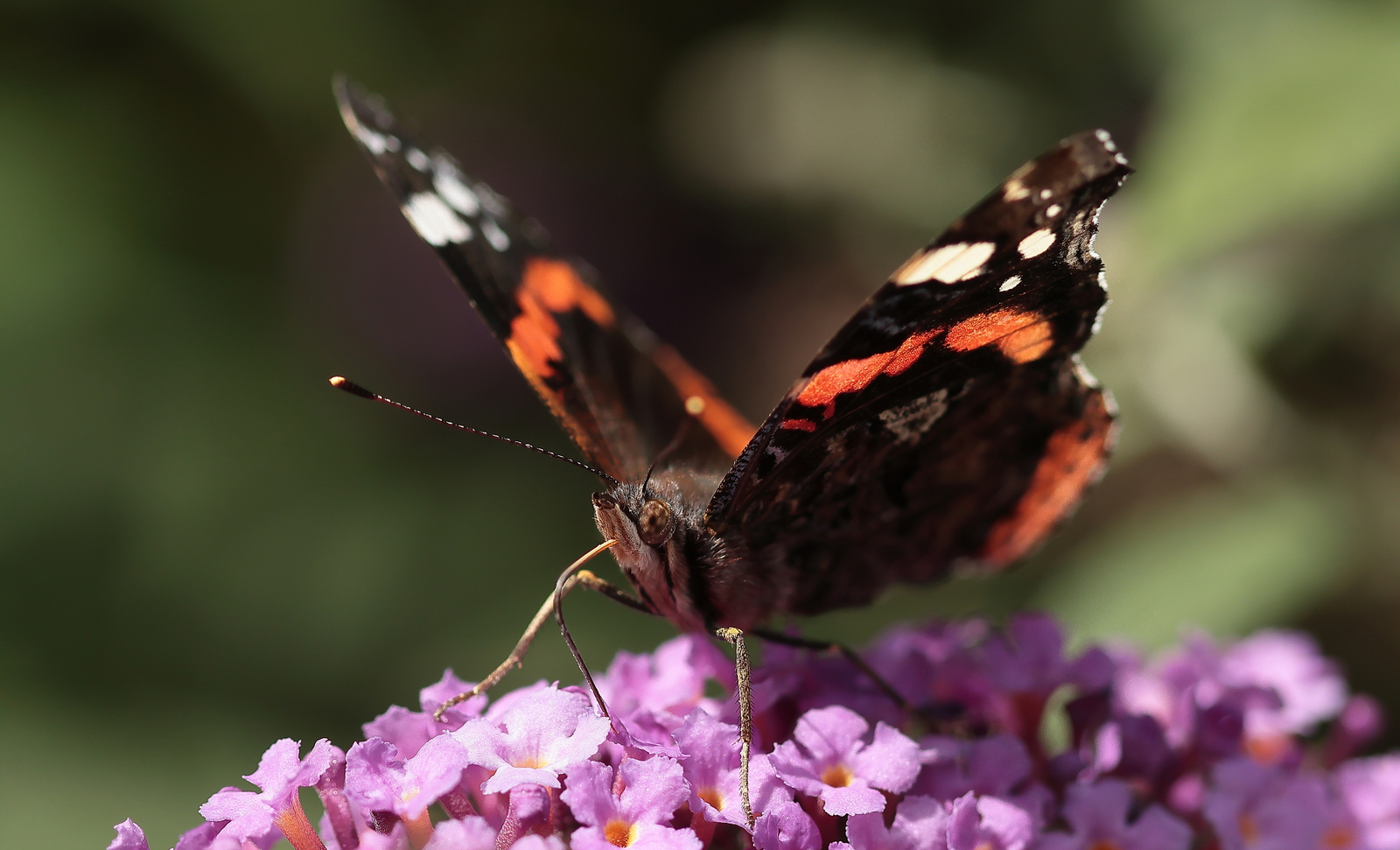 Macro