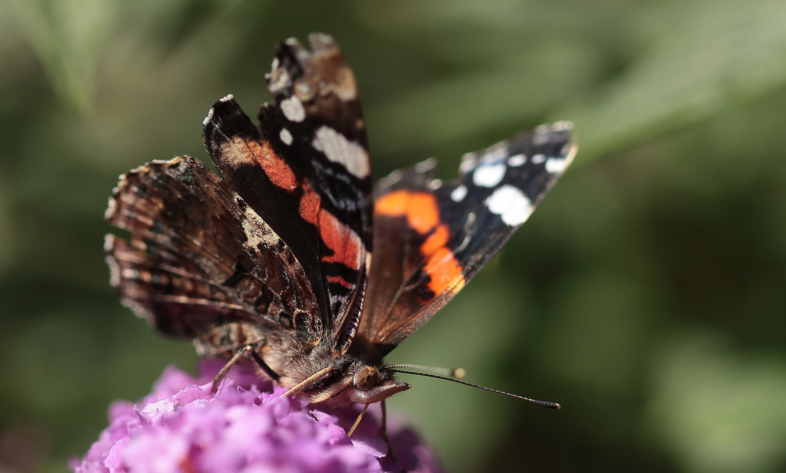 Macro
