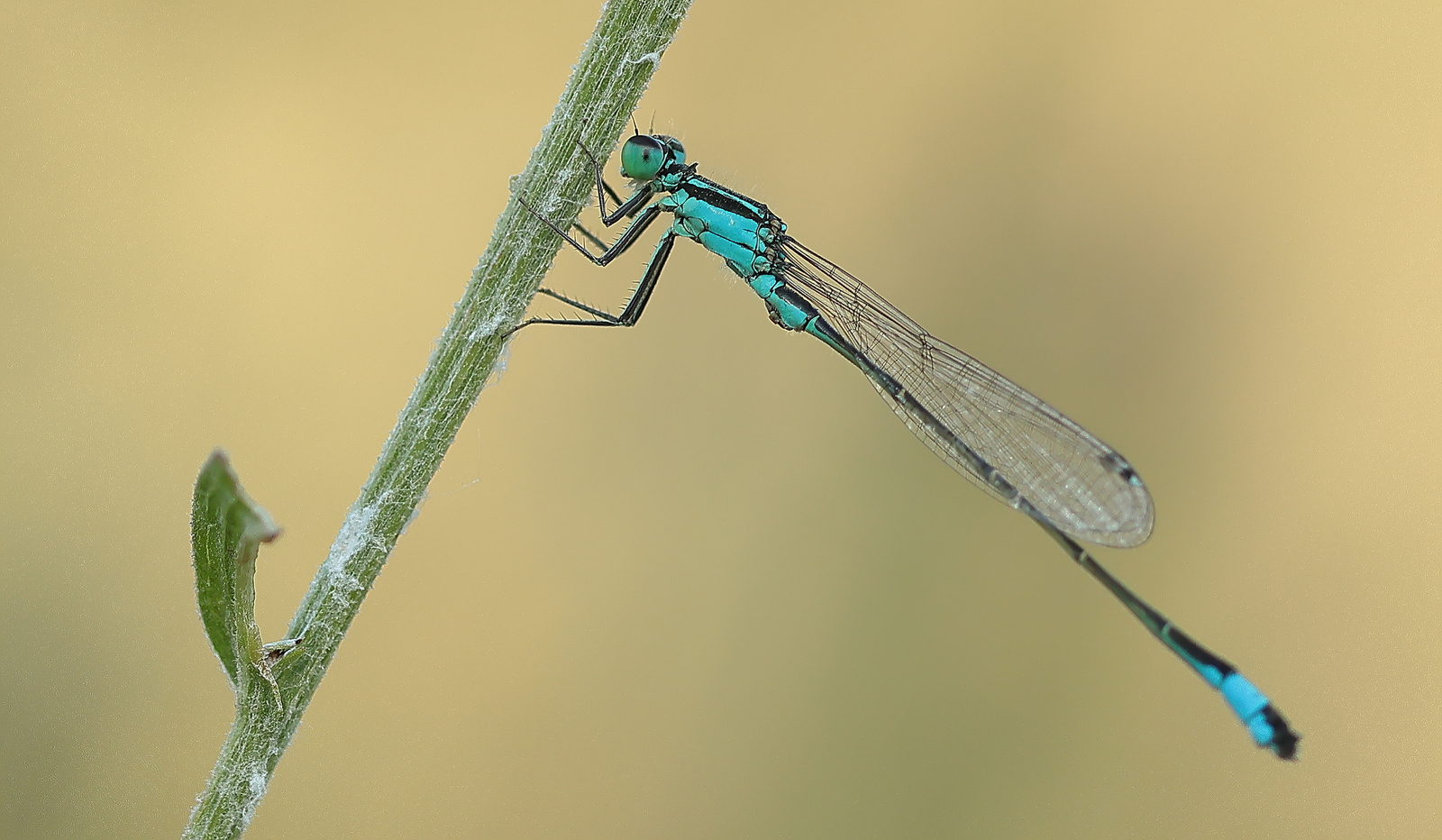 Macro