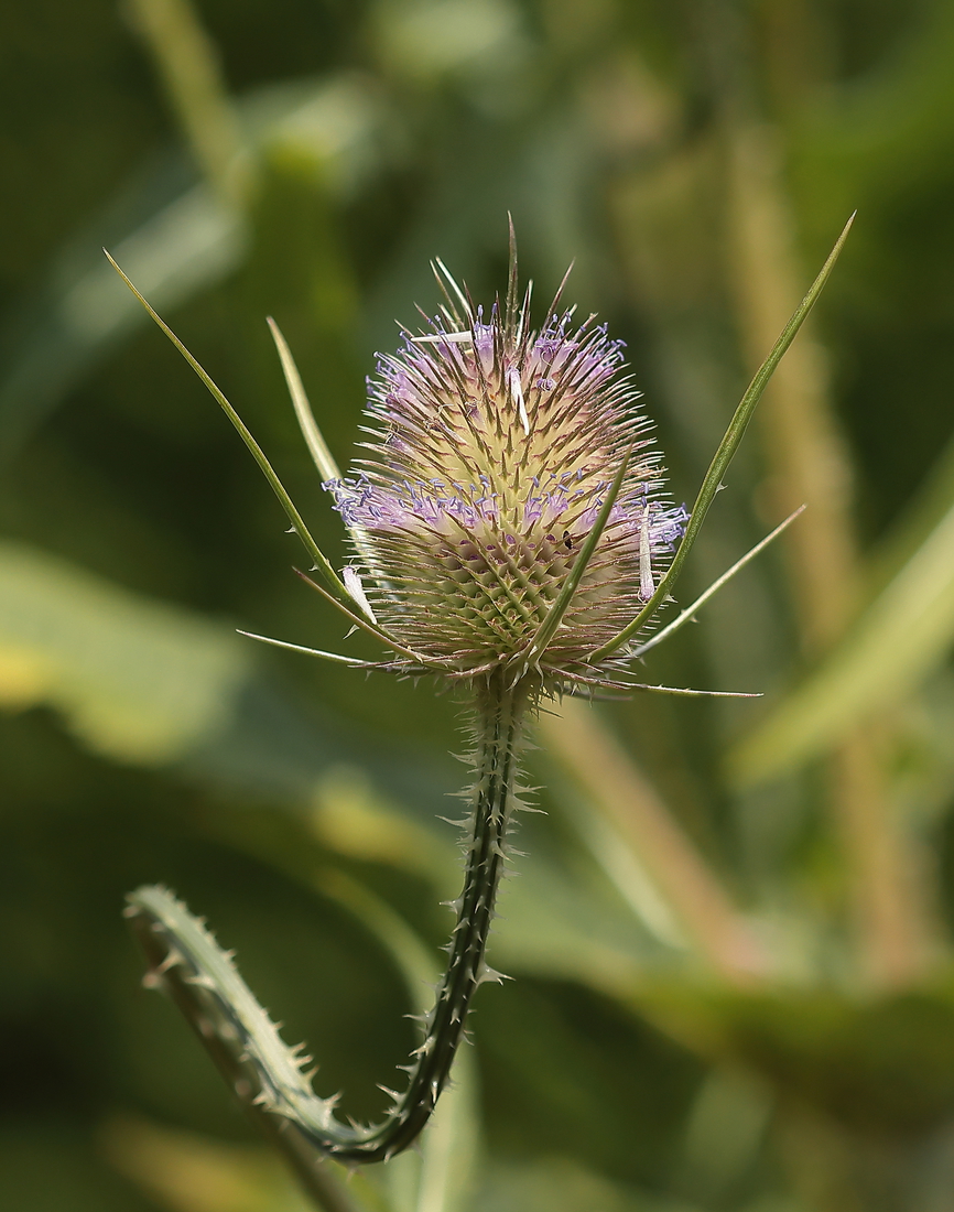 Macro
