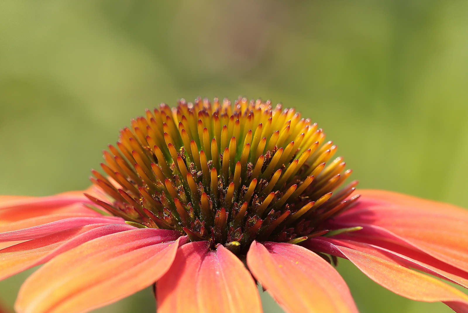 Macro