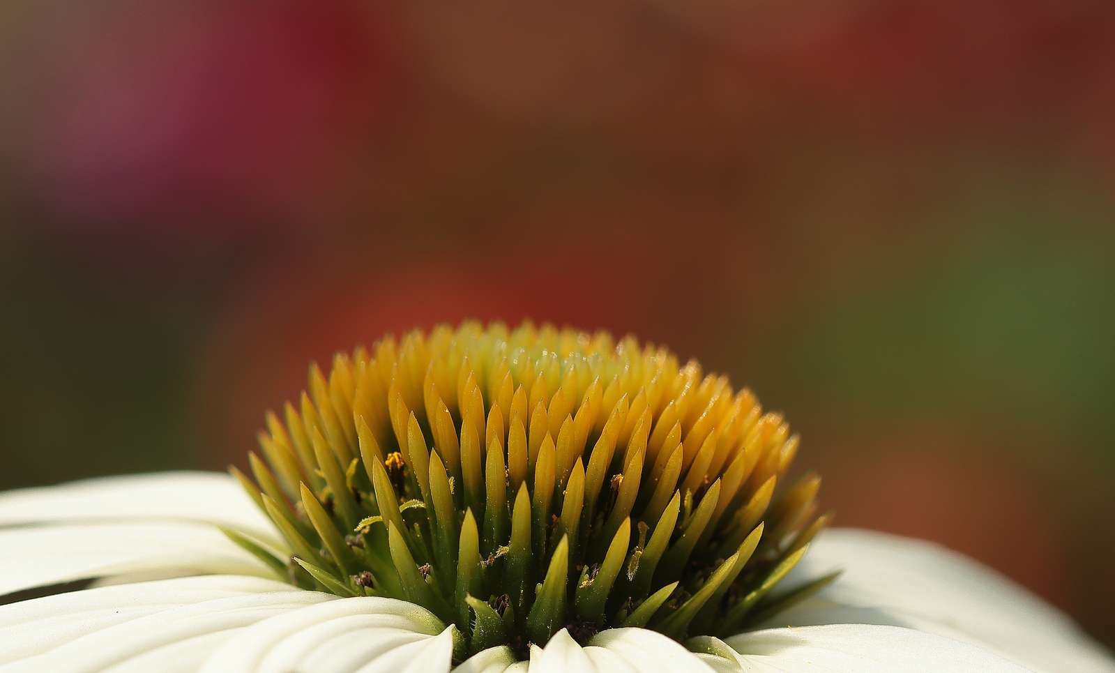 Macro