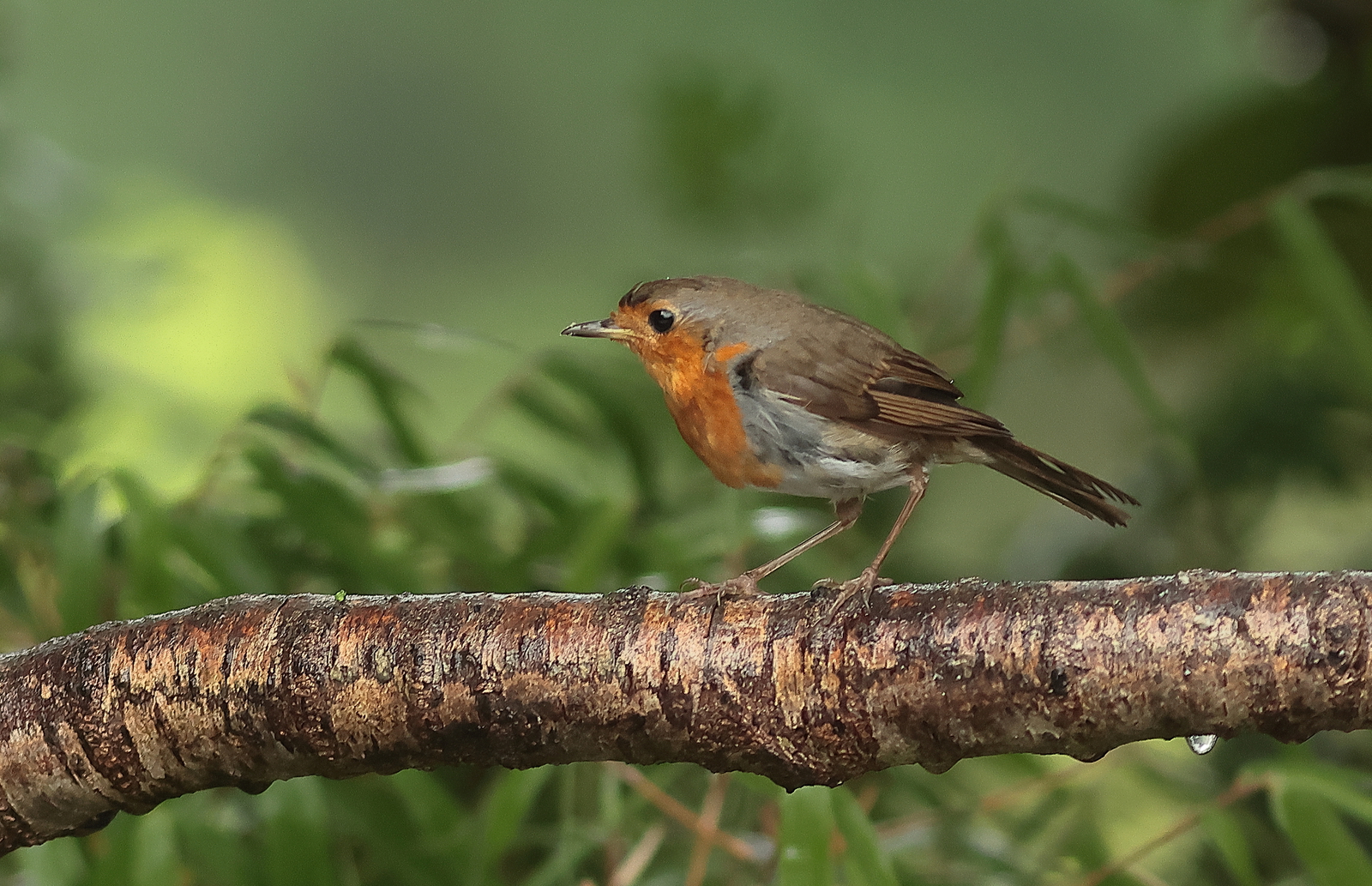 roodborst