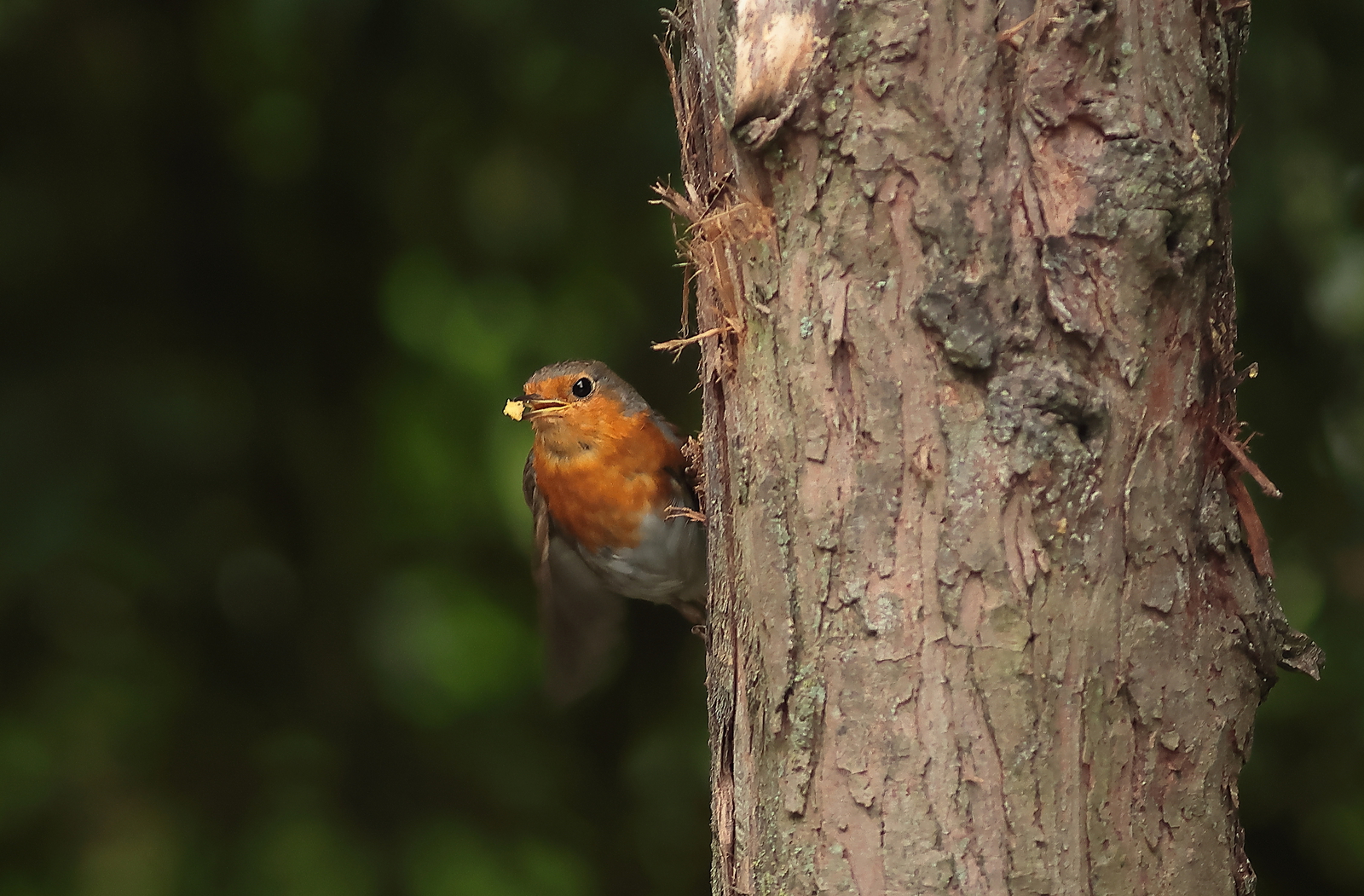 roodborst