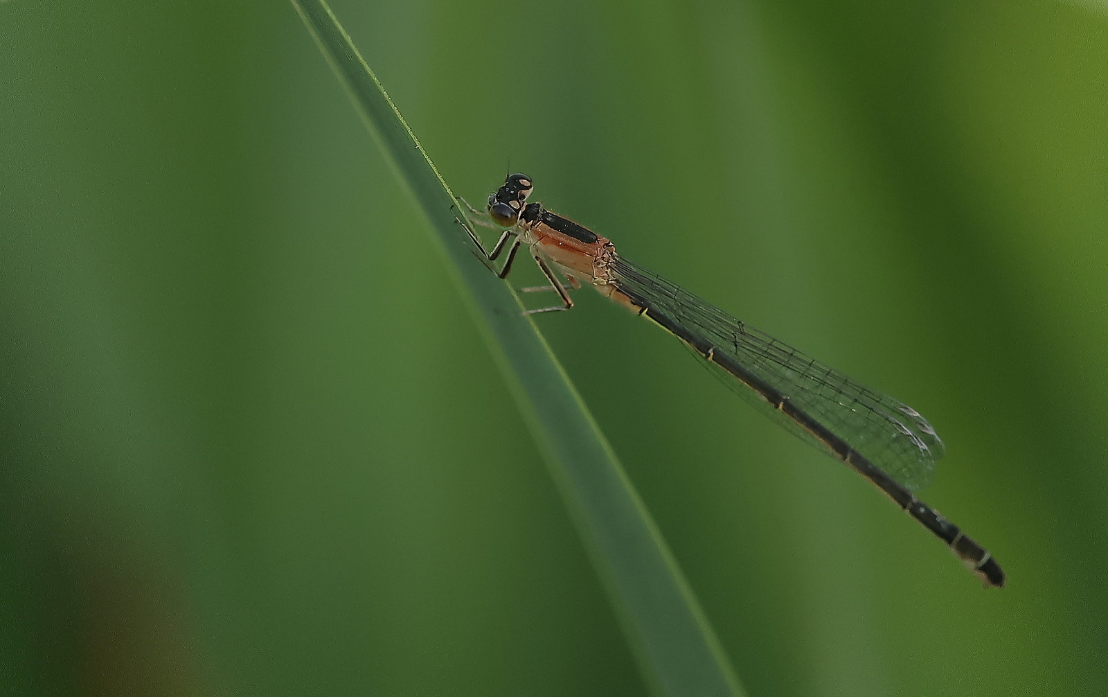 Macro