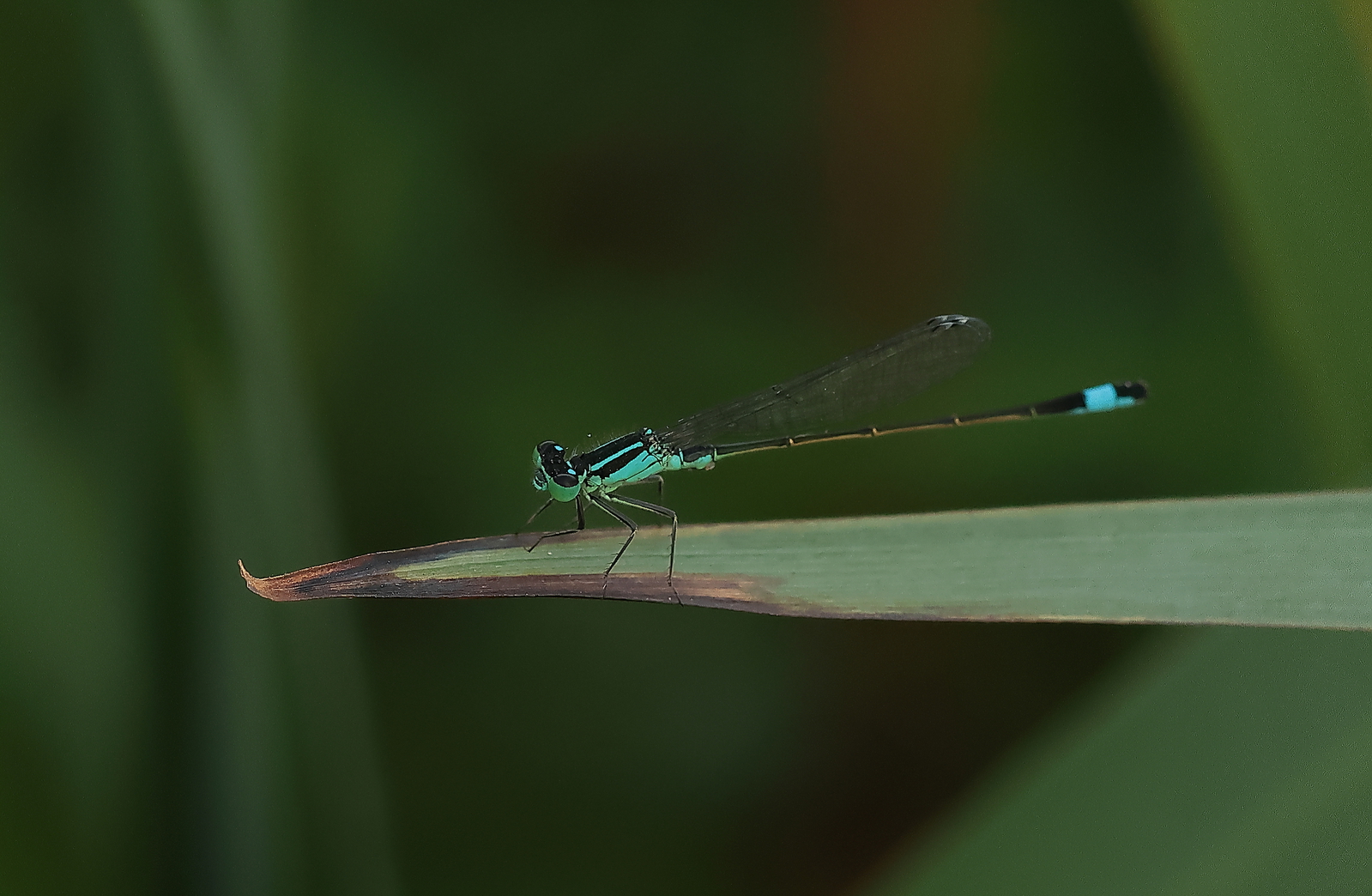 Macro