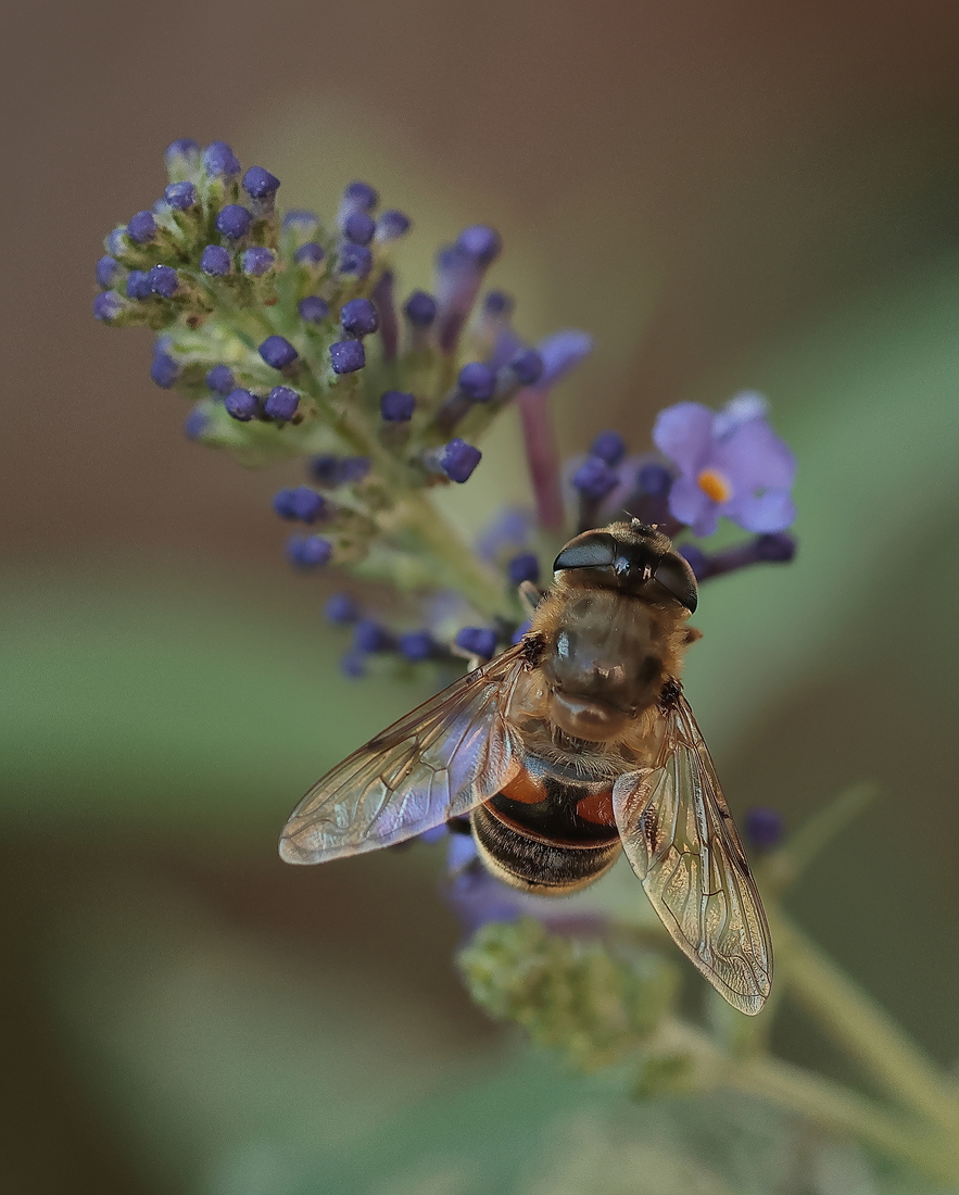 Macro