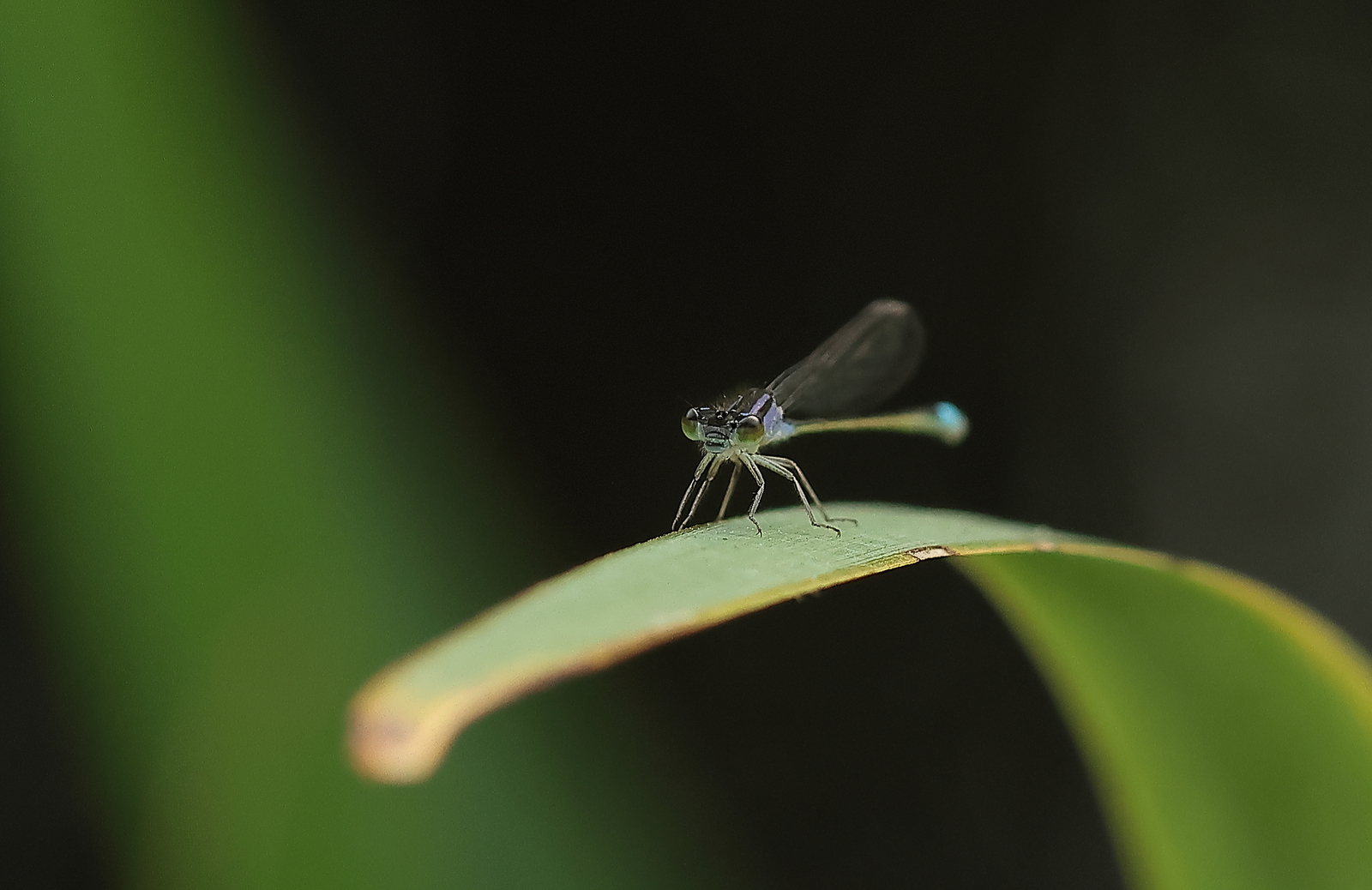 Macro