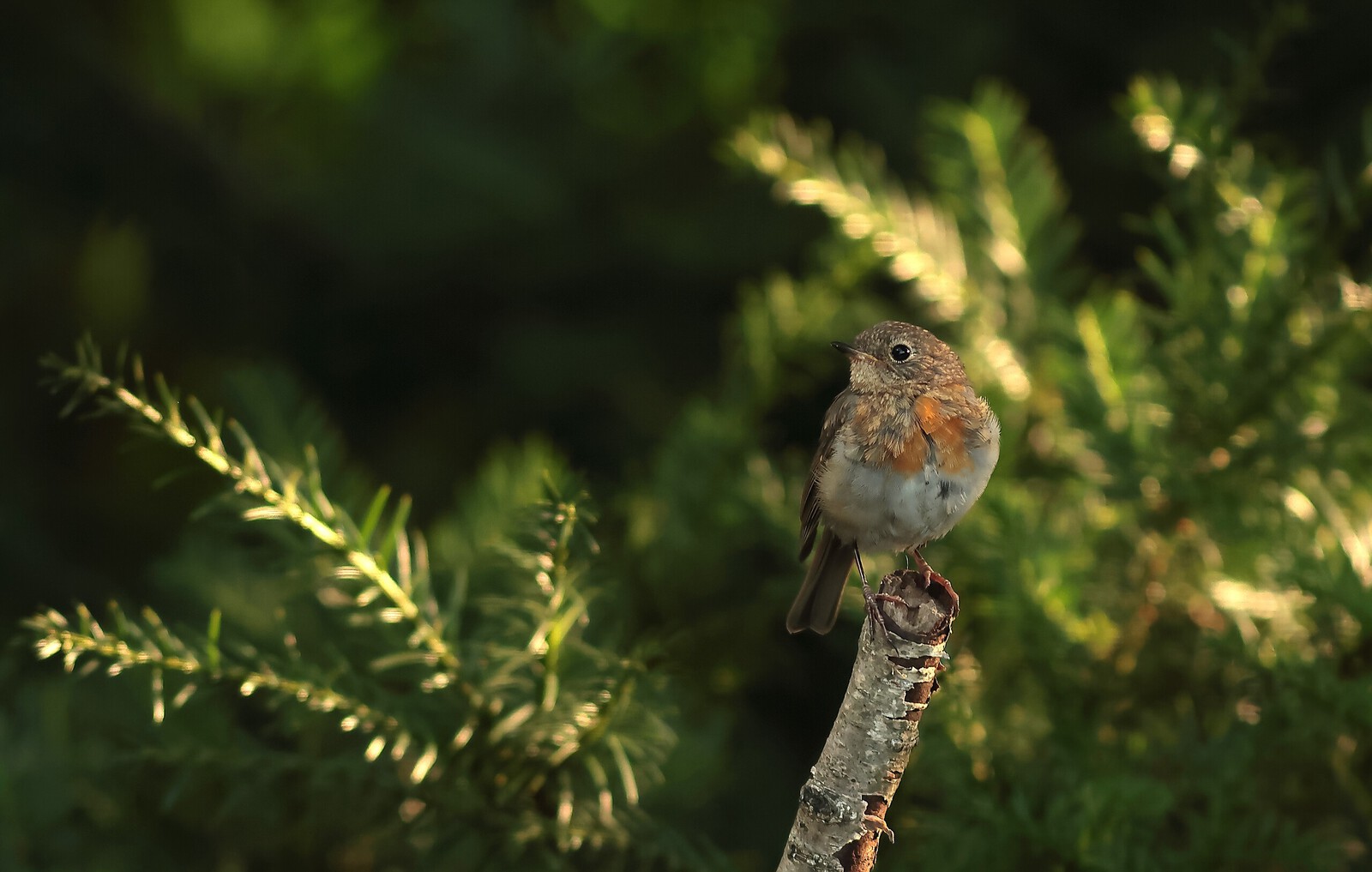 roodborst