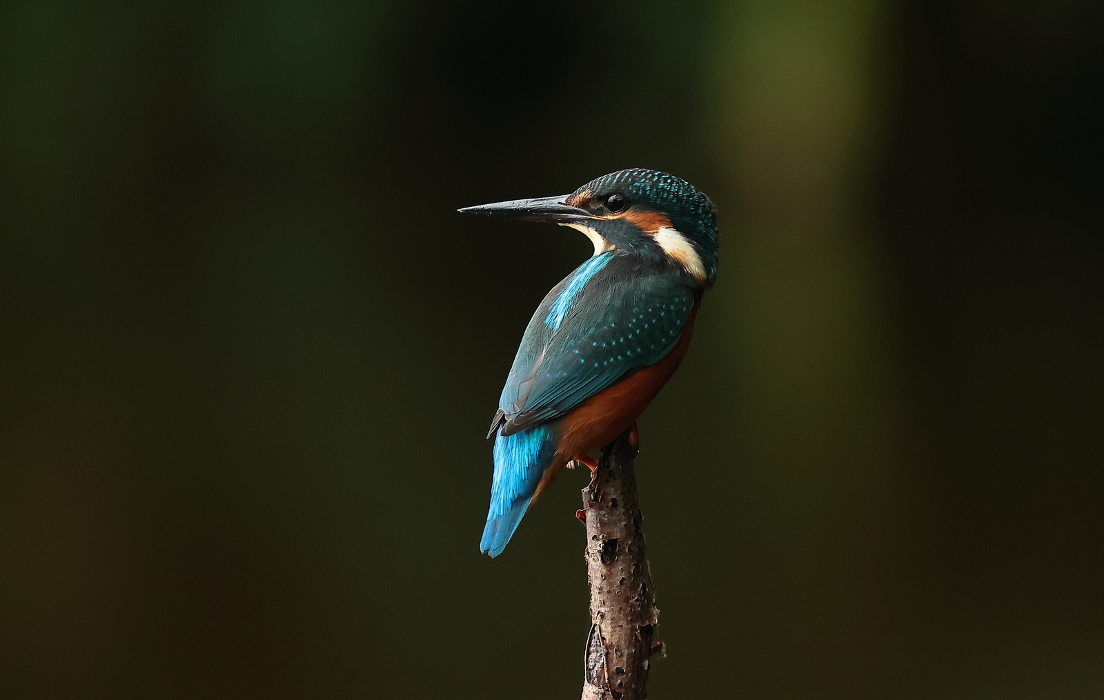 ijsvogel