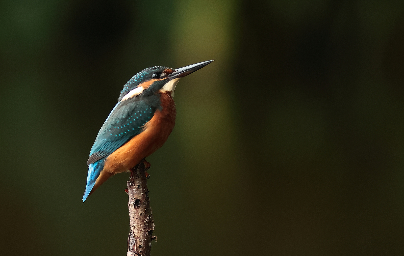 ijsvogel