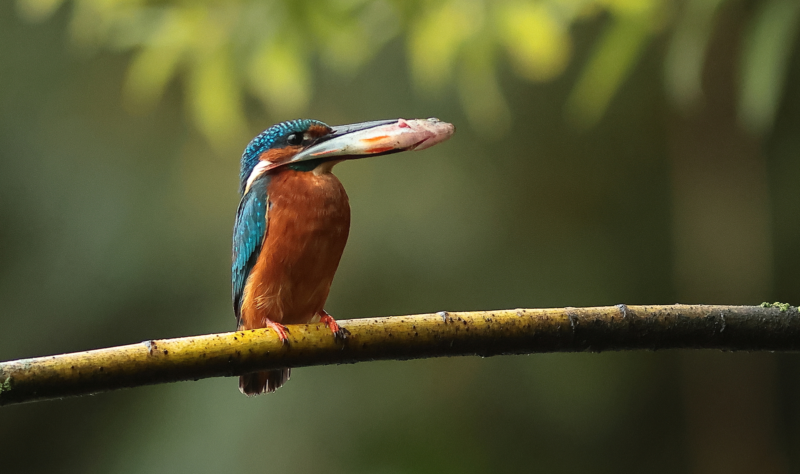 ijsvogel