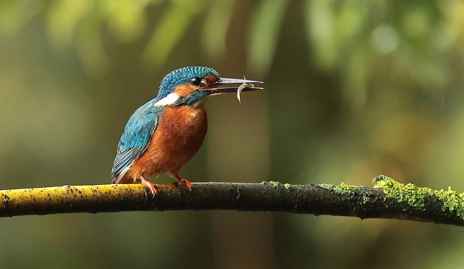 ijsvogel