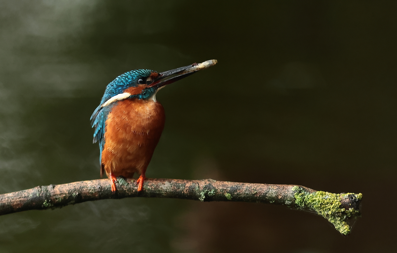 ijsvogel