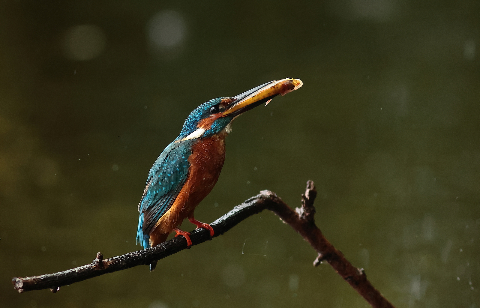 ijsvogel