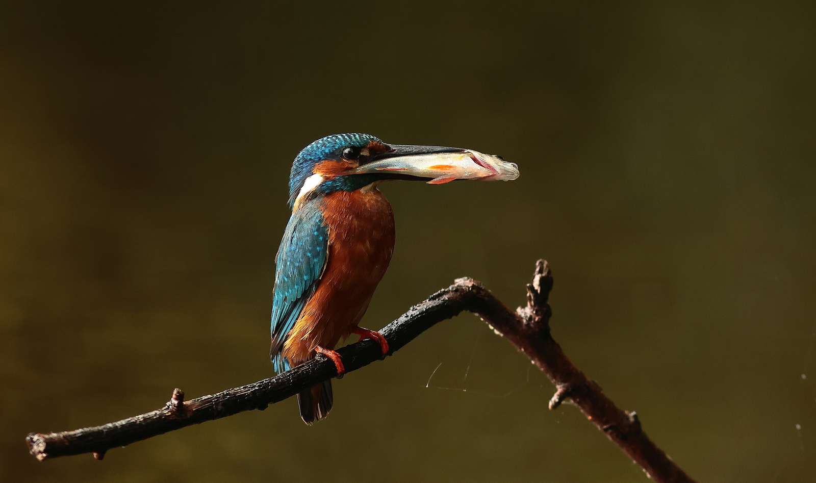 ijsvogel