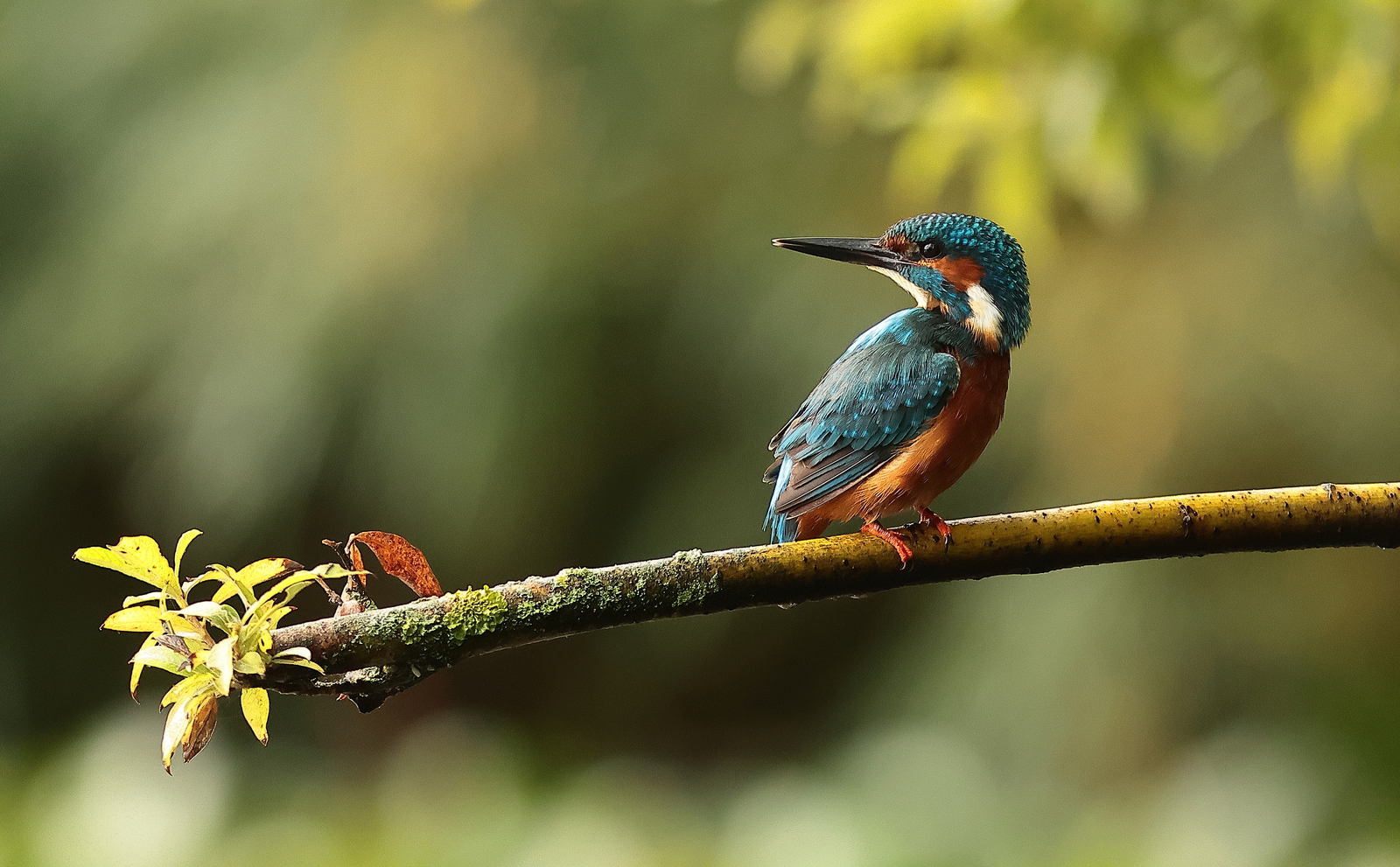 ijsvogel